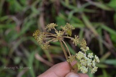 Heracleum sprengelianum
